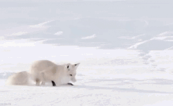 Arctic Fox Burying Head On Snow GIF