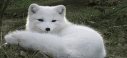 Arctic Fox Cute Bark GIF