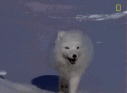 Arctic Fox Enjoyed Roaming GIF