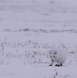 Arctic Fox Jumping High GIF
