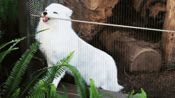 Arctic Fox Licking Cage Screen GIF