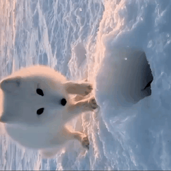 Arctic Fox Making Hole GIF