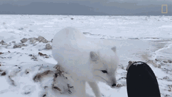 Arctic Fox Observing Human GIF
