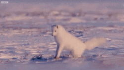 Arctic Fox Playing On Snow Glaciers GIF