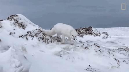 Arctic Fox Roaming On Habitat GIF