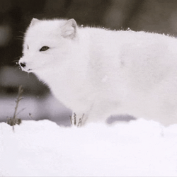 Arctic Fox Shaking Snow Off GIF