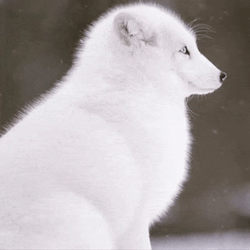 Arctic Fox Side View Then Look GIF
