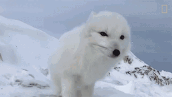Arctic Fox Sitting Looking Around GIF