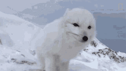 Arctic Fox Sitting On Snow GIF