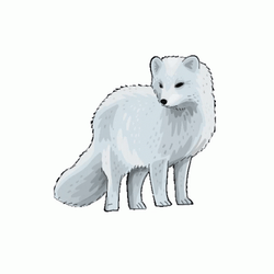 Arctic Fox Small Movement GIF
