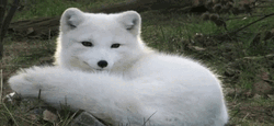 Arctic Fox Smile Barking GIF