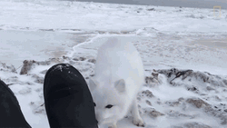 Arctic Fox Sniffing Human Shoes GIF