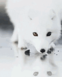 Arctic Fox Sniffing Water Watching Humans GIF