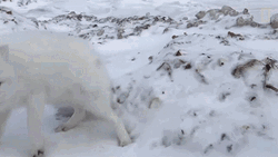 Arctic Fox Step Back Scared GIF