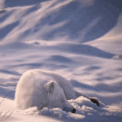 Arctic Fox Woke Up Startled GIF