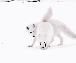 Arctic Fox Won't Share Food GIF