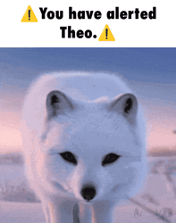 Arctic Fox You Have Alerted Theo GIF