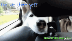 Are We There Yet Dog In Car GIF
