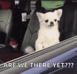 Are We There Yet Two Chihuahua GIF