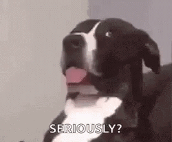 Are You Serious Dog Dawg GIF