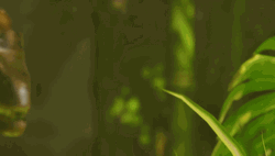 Ark Survival Ascended Fighting Dinosaur GIF