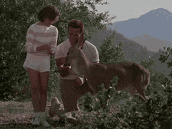 Arnold Schwarzenegger Feeding Deer GIF