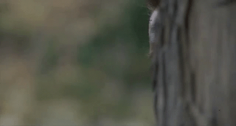 Arnold Schwarzenegger Lurking GIF