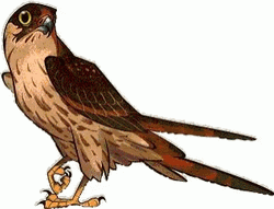 Artistic Hawk Blinking Art GIF