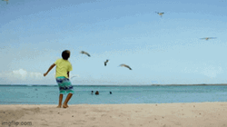 Aruba Seagulls Caribbean Sea