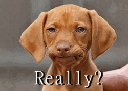 Ashamed The Dog Is Not Happy GIF