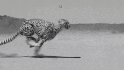 Asiatic Cheetah Running Fast GIF