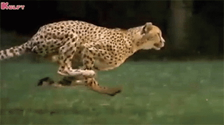 Asiatic Cheetah Running Slow Motion GIF
