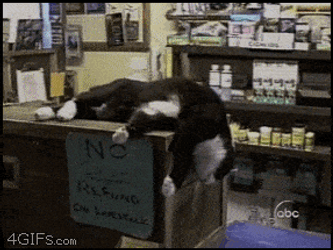 Asleep Dog Fall GIF