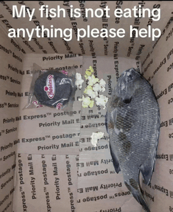 Assalomu Alaykum Meme GIF