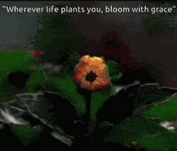 Aster Flower Blooming GIF