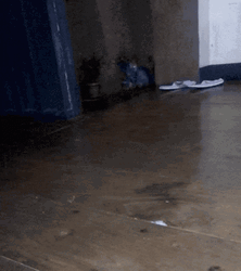 Attack Cat Running GIF