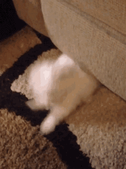 Attack Dog GIF