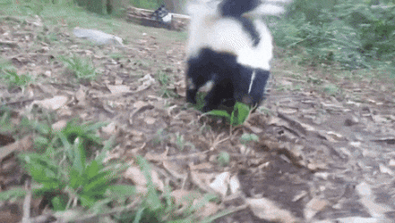 Attacking Skunk Cuddled GIF