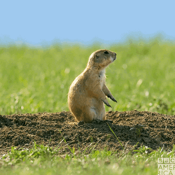Attempted Back Flip Prairie Dog GIF