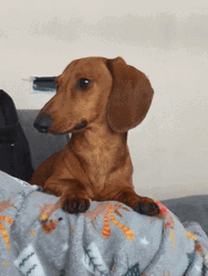 Attentive Dachshund Dog Staring GIF