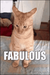 Attitude Cat Fabulous GIF