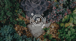 Audio Spectrum Succulent Flowers GIF