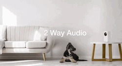 Audio Time-Lapse Dog City Wyze Cam GIF
