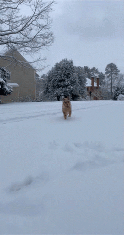 Aussie Snow Snowy Saturday GIF