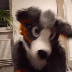 Australian Shepherd Dog Man Mascot GIF