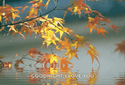 Autumn Branch Over Water Saying Goodnight I Love You GIF