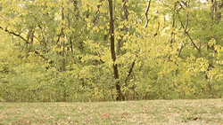 Autumn Cartwheel