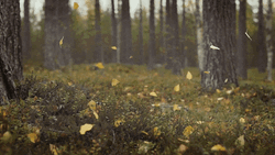 Autumn Falls Falling Leaves Loop GIF