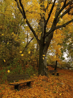 Autumn Falls Park Bench Leaves Falling GIF