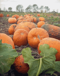 Autumn Falls Pumpkin Halloween GIF
